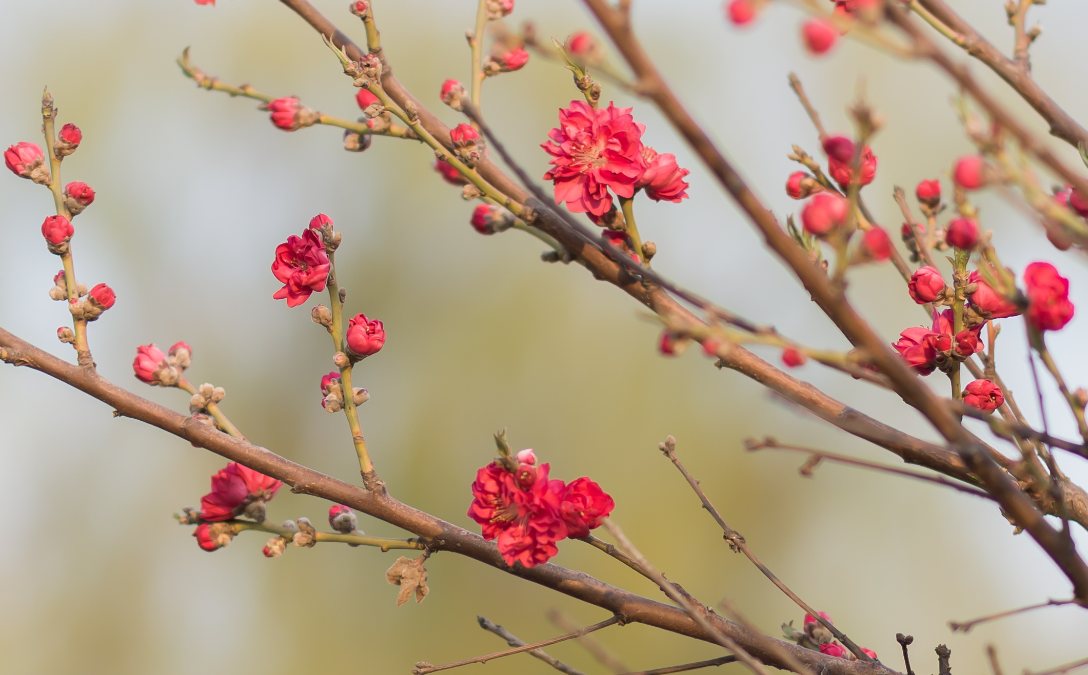 【計(jì)鵬文(wén)化(huà)】——變“忍”為(wèi)“通(tōng)”